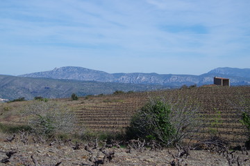 Naklejka premium Vignes sur fond de montagne 