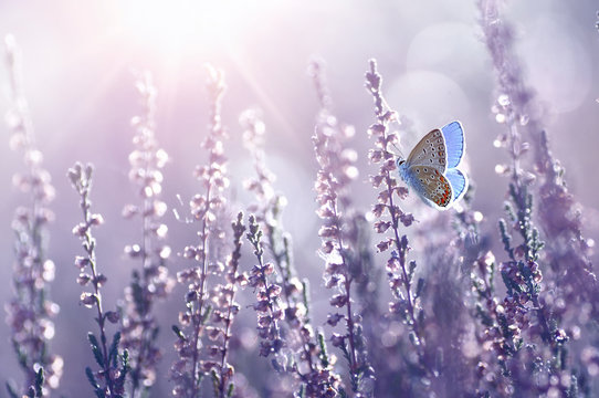 Surprisingly beautiful  colorful floral background. Heather flowers and butterfly in rays of summer sunlight in spring outdoors on nature macro, soft focus. Atmospheric photo, gentle artistic image.