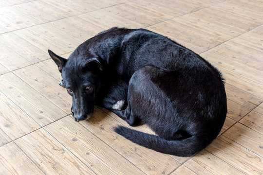 Black dog with shiny hair