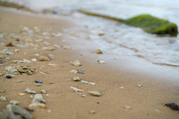 closeup shot of baltic sea shore at autumn morning