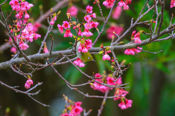 緋寒桜とメジロ