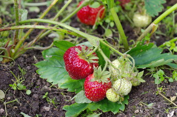 Ripening strawberries in the garden