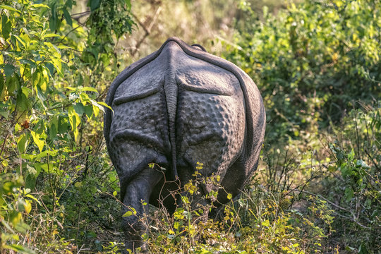 Indian Rhinoceros, Rhinoceros unicornis, Chitwan NP, Nepal