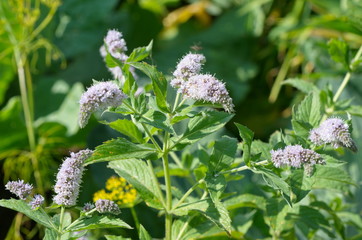 Blooming mint dlinnolistnaya (lat. Mentha longifolia) © koromelena