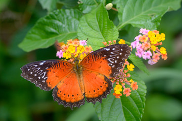 Fototapeta na wymiar A Beautiful Butterfly