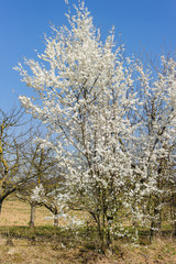 Obraz premium Blühender Kirschbaum Schlehen