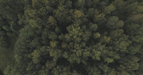 Fototapeta na wymiar Aerial shot fly over wild park or forest in cloudy day