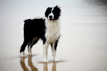 Dog on the beach