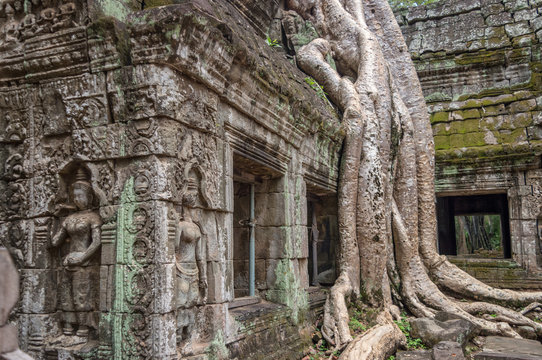 Roots of a banyan tree at Bayon temple in Angkor, Siem Rep, Cambodia