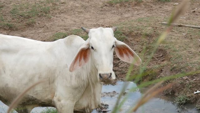 Herd of white Thai cows with big ears grazing on the pasture in the mud