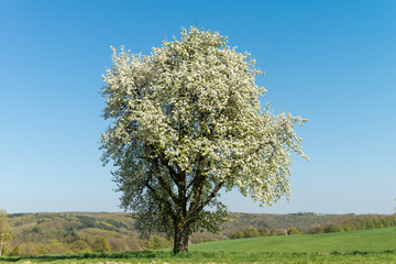 Bl&uuml;hender Mostbirnbaum