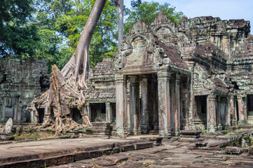 Fototapeta premium Roots of a banyan tree at Ta Prohm temple in Angkor, Siem Rep, Cambodia