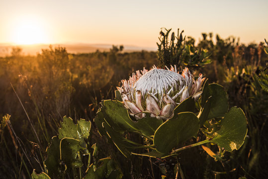 King Protea