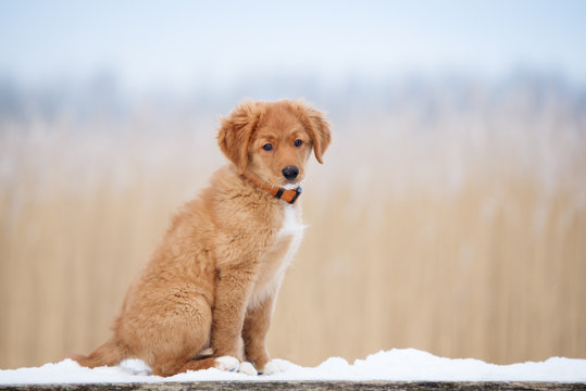 adorable toller puppy portrait outdoors in winter