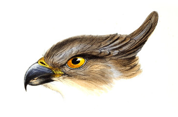 Illustration of bird