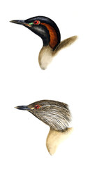 Illustration of bird