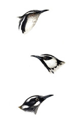 Illustration of bird