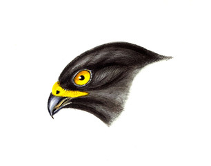 Illustration of bird