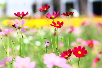 The Cosmos flower on blur background