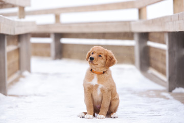 adorable toller puppy sitting outdoors in winter