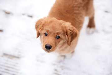 adorable toller puppy portrait top view