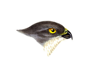 Fototapeta premium Illustration of bird