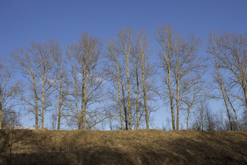 Naked tree trunks on a hill with clear spring weather