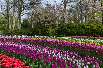 Flowers in garden Keukenhof Netherlands