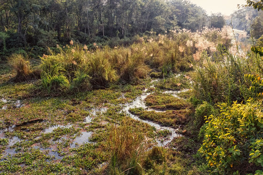 Swampy Region in Chitwan NP, Nepal