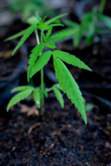 Cannabis indica texture on background..