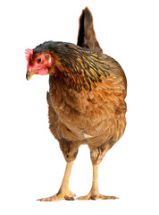 Brown hen isolated on white background.