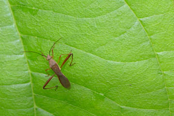 insect on green leaf