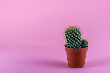 Isolated cactus on pink background