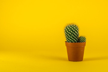 Isolated cactus on yellow background - obrazy, fototapety, plakaty