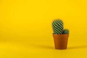 Photo sur Plexiglas Cactus Isolated cactus on yellow background