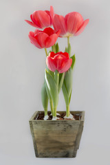 Rote Tulpen in dekorativem Holzgefäß