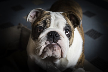 Sherman Puppy English Bulldog