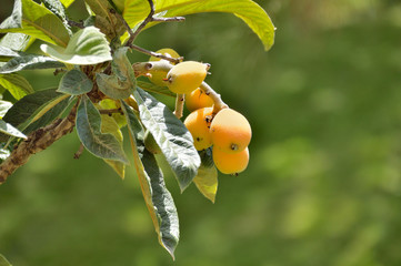 Loquat fruit on a tree