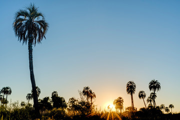 Sunrise on El Palmar National Park, Argentina