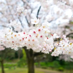 Crédence de cuisine en verre imprimé Fleur de cerisier Японская сакура