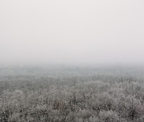 Obraz na płótnie Canvas Winter forest in fog or myst, aerial view. White nature landscape, frost and tranquility