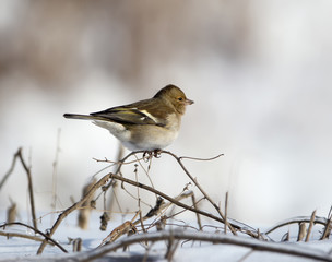 A female finch sits on a thin branch against a background of white snow