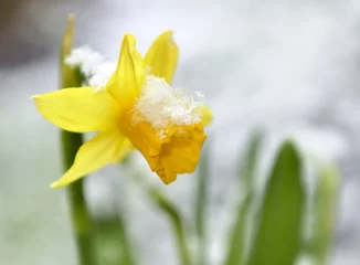 Papier Peint photo Lavable Narcisse close on a daffodil in a garden covered with snow
