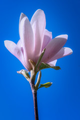 Magnolienblüte