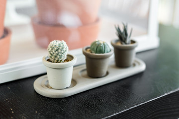 Cactus pots on table.