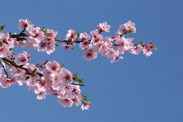Mandelbl&uuml;te bei Gimmeldingen