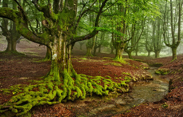 El bosque encantado - Otzarreta