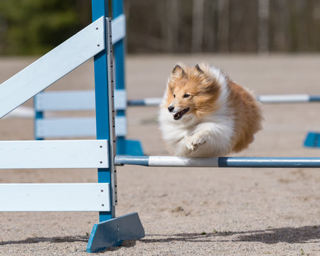 Shetland Sheepdog jumps over an agility hurdle in agility competition