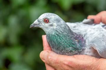 Hands holding racing pigeon outside