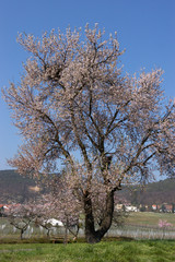 Fototapeta premium Mandelblüte bei Gimmeldingen